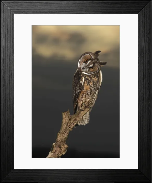 Framed Print : Long Eared Owl - on stump at sunset - Bedfordshire UK 008082 Framed Print : Long Eared Owl - on stump at sunset - Bedfordshire UK 008082
