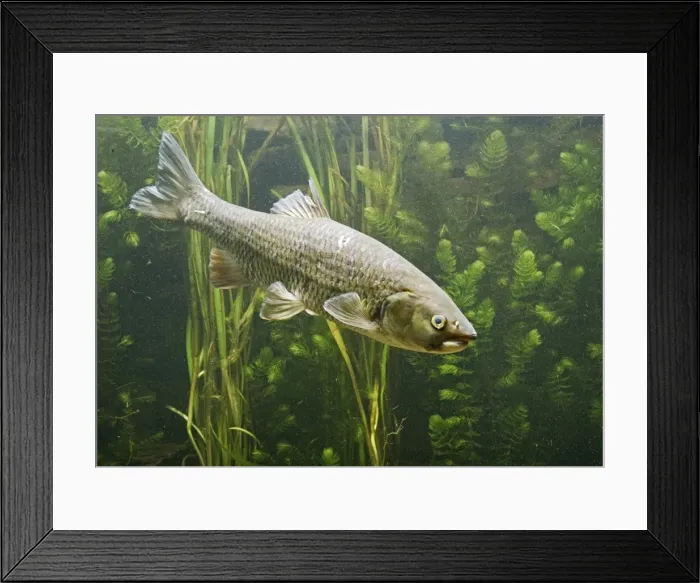 Framed Print : Chub - in weeds side view - Europe UK Framed Print : Chub - in weeds side view - Europe UK