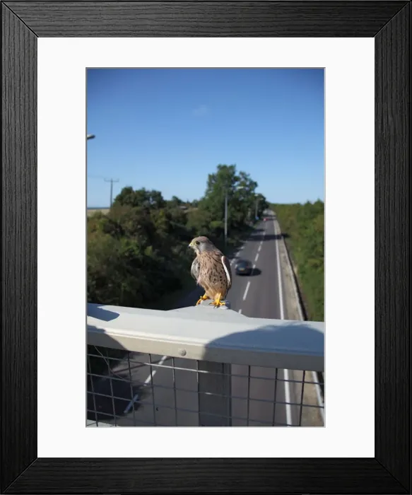 Framed Print : Kestrel - male on motorway bridge - Bedfordshire UK 008047 Framed Print : Kestrel - male on motorway bridge - Bedfordshire UK 008047
