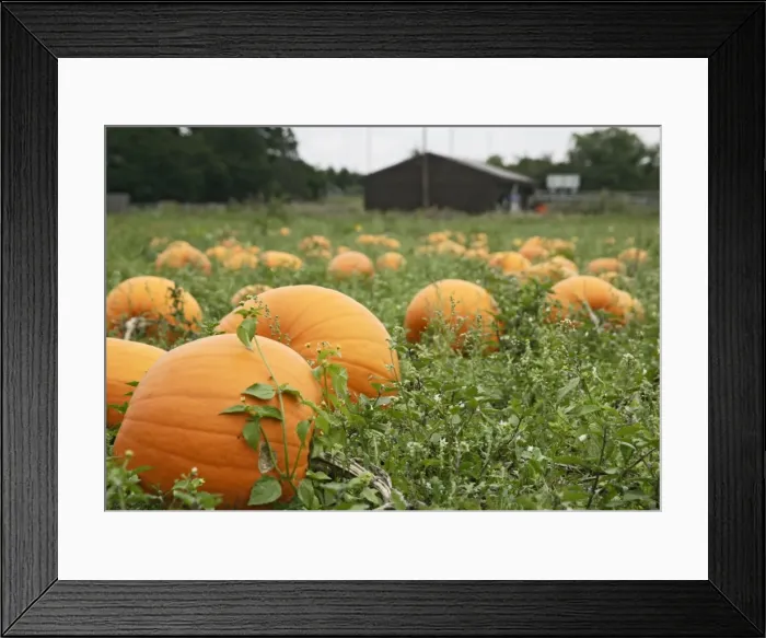 Framed Print : Pumpkins – field ready for harvest UK Framed Print : Pumpkins – field ready for harvest UK