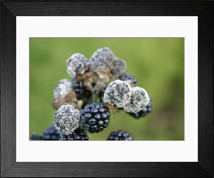Framed Print : Mildew On cluster of blackberries Bedfordshire UK