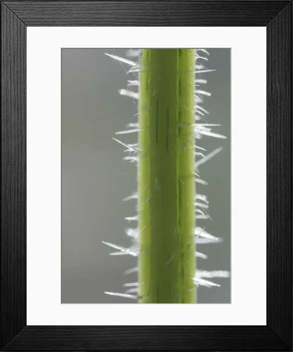 Framed Print : Stinging Nettle Stem showing stingers 2. 5 x magnification at 16mm x 24mm Bedfordshire, UK