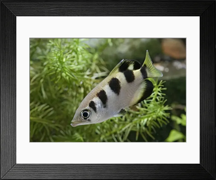 Framed Print : Archer fish – side view in weeds Asia Framed Print : Archer fish – side view in weeds Asia