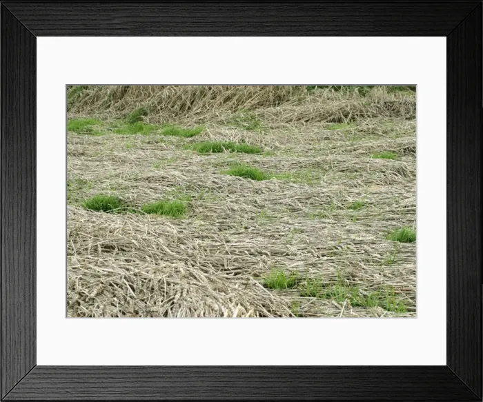 Framed Print : Wheat Area showing rain / storm damage followed by growing on ear Bedfordshire UK Framed Print : Wheat Area showing rain / storm damage followed by growing on ear Bedfordshire UK