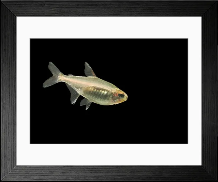 Framed Print : Glowlight Tetra Fish Framed Print : Glowlight Tetra Fish