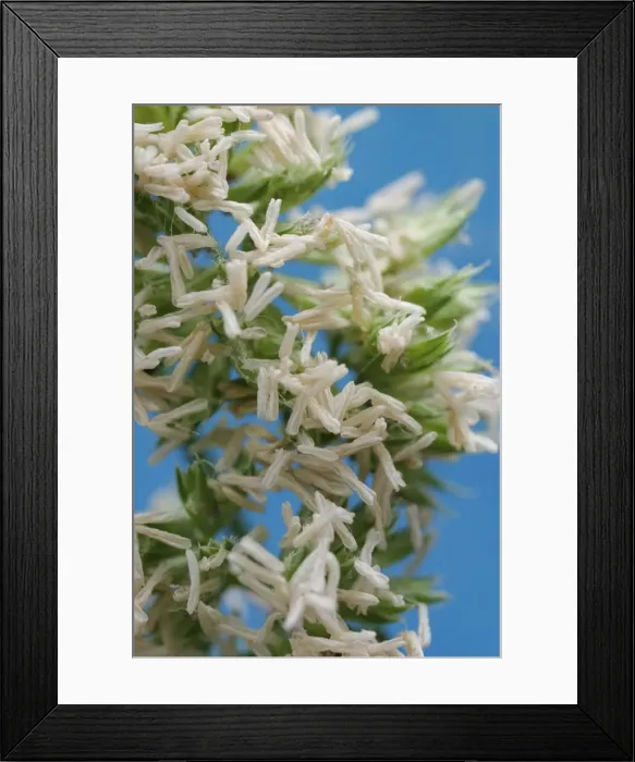Framed Print : Grass pollen 2. 5x magnification at 16mm x 24mm Bedfordshire, UK Framed Print : Grass pollen 2. 5x magnification at 16mm x 24mm Bedfordshire, UK