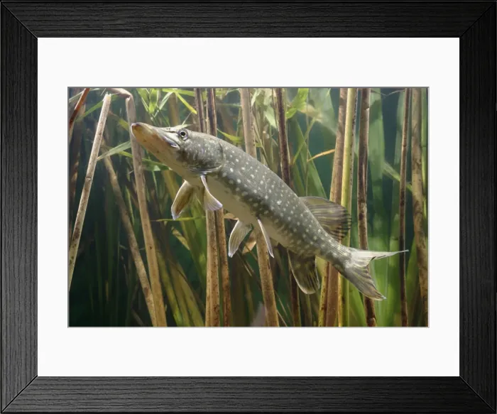 Framed Print : Pike - side view in reeds Bedfordshire UK Framed Print : Pike - side view in reeds Bedfordshire UK