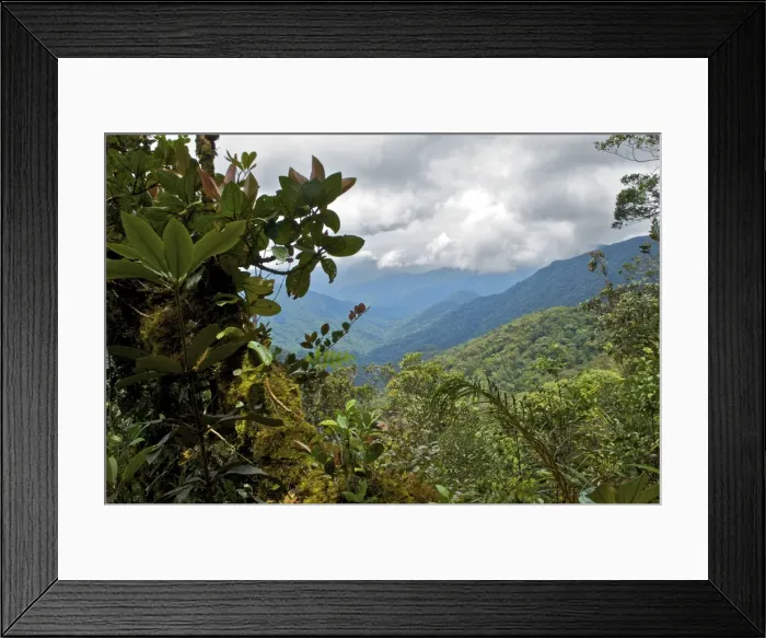 Framed Print : Cameron highlands forest landscape - Malaysia Framed Print : Cameron highlands forest landscape - Malaysia