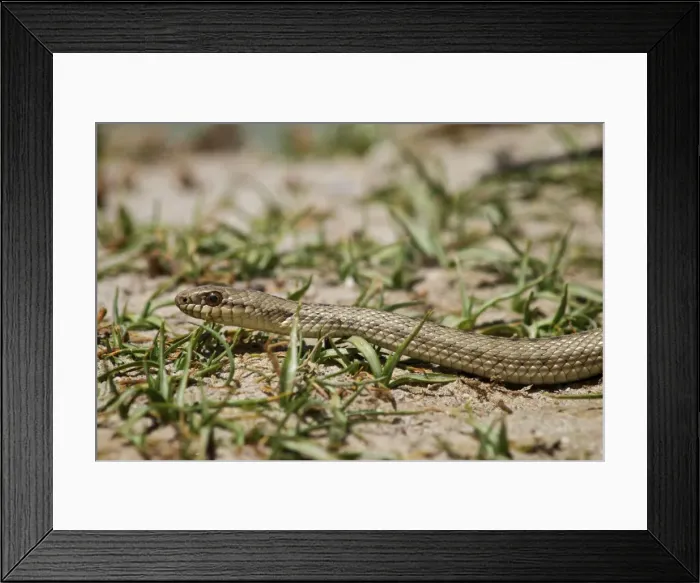 Framed Print : Tibetan Hot Spring Snake - China Tibet Framed Print : Tibetan Hot Spring Snake - China Tibet
