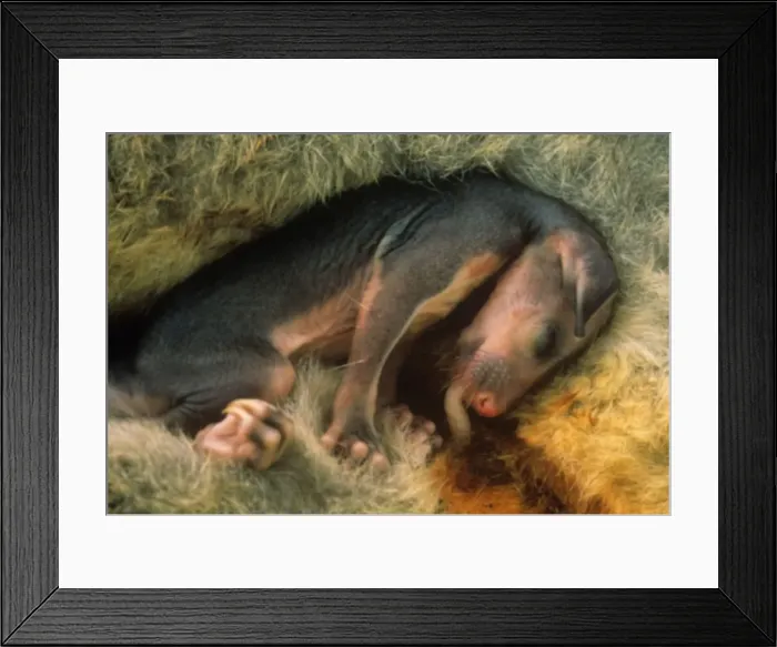 Framed Print : Common Brushtail Possum - young in pouch, fur beginning to grow - New Zealand Framed Print : Common Brushtail Possum - young in pouch, fur beginning to grow - New Zealand