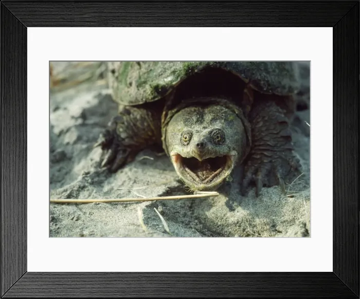 Framed Print : Snapping Turtle Canada Framed Print : Snapping Turtle Canada
