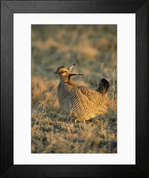 Framed Print : Lesser Prairie-chicken Framed Print : Lesser Prairie-chicken