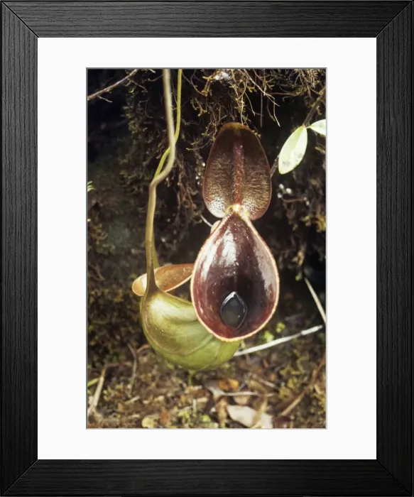 Framed Print : Pitcher Plant - showing water inside Mt. Mulu Sarawak, Borneo Framed Print : Pitcher Plant - showing water inside Mt. Mulu Sarawak, Borneo