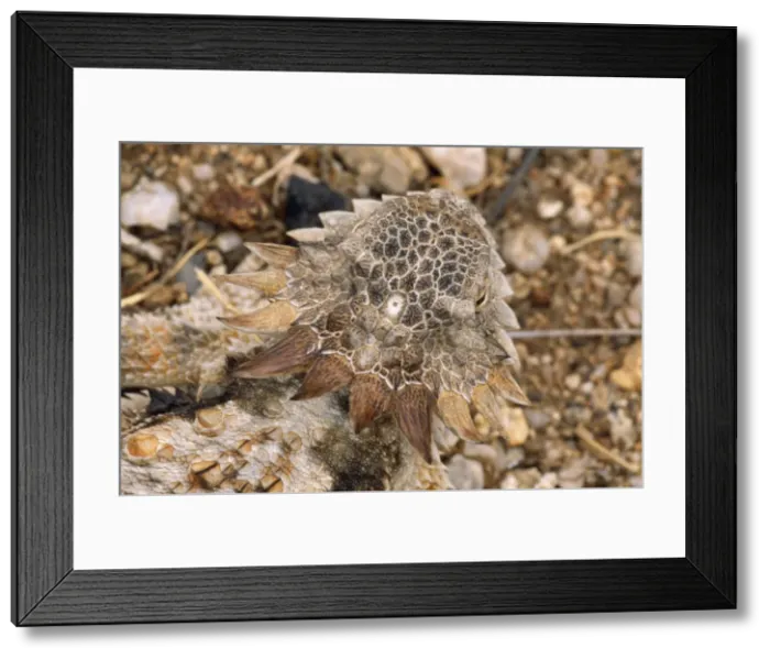 Framed Print : Regal Horned Lizard - showing pineal gland on head which is light sensitive - third-eye - Arizona USA Framed Print : Regal Horned Lizard - showing pineal gland on head which is light sensitive - third-eye - Arizona USA