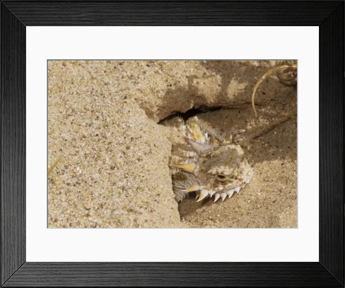Framed Print : Flat-tailed Horned Lizard - emerging from burrow - thermo-regulating - California USA Framed Print : Flat-tailed Horned Lizard - emerging from burrow - thermo-regulating - California USA