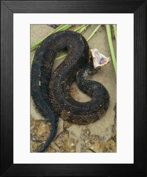 Framed Print : Cottonmouth / Water Moccasin Snake - Feigning death Framed Print : Cottonmouth / Water Moccasin Snake - Feigning death