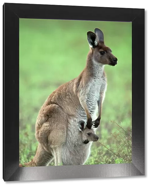 Western Grey Kangaroo - mother & joey in pouch - Australia