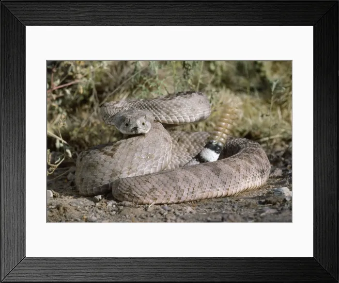 Framed Print : Western Diamondback Rattlesnake USA Framed Print : Western Diamondback Rattlesnake USA
