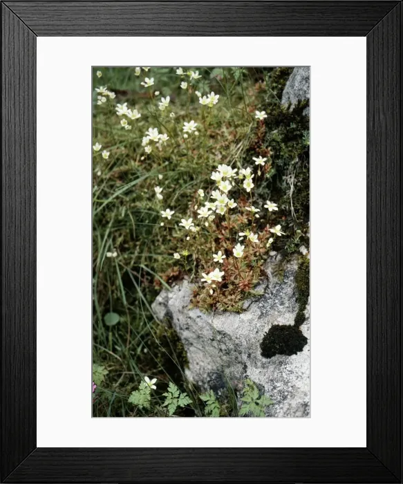 Framed Print : Mossy Saxifrage - rare in UK. Status vulnerable Framed Print : Mossy Saxifrage - rare in UK. Status vulnerable