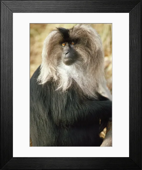Framed Print : Lion-tailed Macaque Framed Print : Lion-tailed Macaque