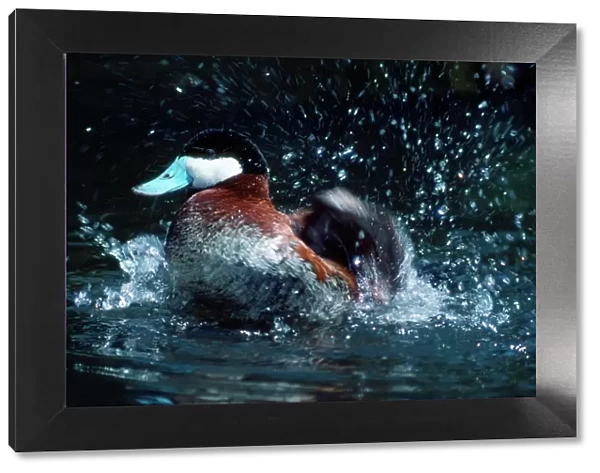 Ruddy Duck - splashing in water