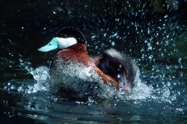 Ruddy Duck - splashing in water