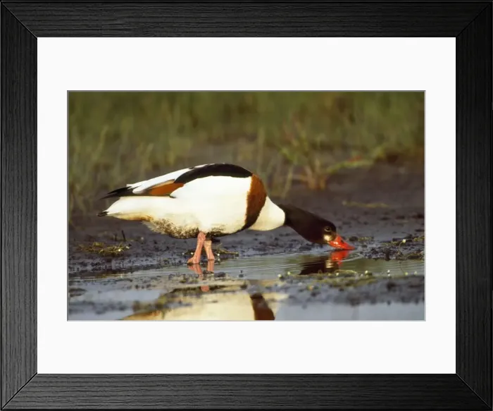 Framed Print : Shelduck. CAN-1822. Shelduck - side view, in mud, foraging Framed Print : Shelduck. CAN-1822. Shelduck - side view, in mud, foraging