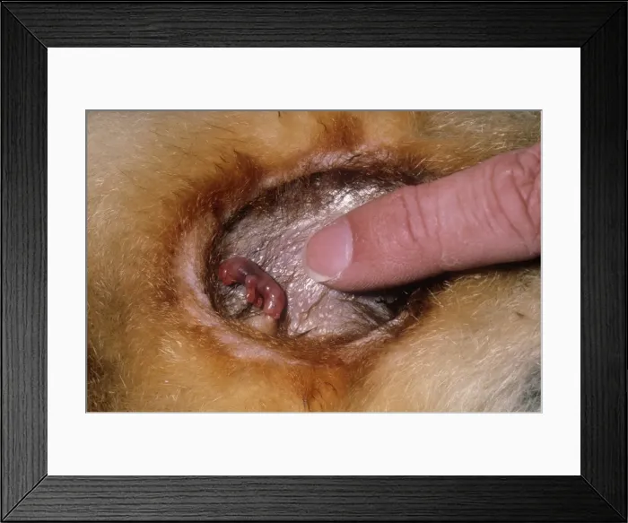Framed Print : Common Brushtail Possum - young in pouch with finger in shot to show scale Framed Print : Common Brushtail Possum - young in pouch with finger in shot to show scale