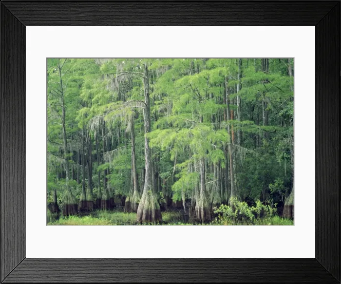 Framed Print : Swamp Cypress Florida, USA Framed Print : Swamp Cypress Florida, USA
