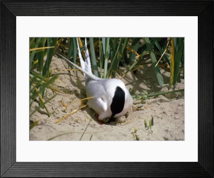 Framed Print : Roseate Tern - on nest with eggs