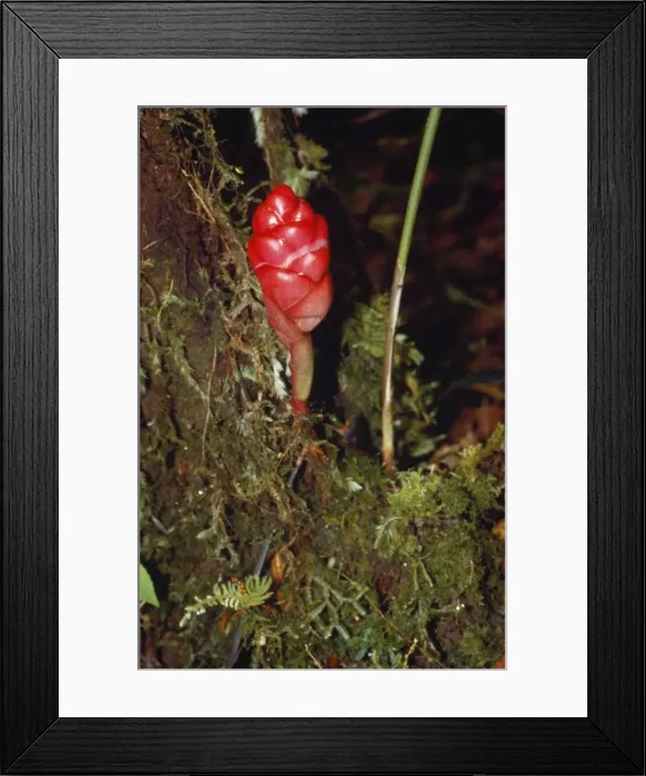Framed Print : Zingiber - a type of Ginger, medicinal. Mt. Mulu, Sarawak, Borneo Framed Print : Zingiber - a type of Ginger, medicinal. Mt. Mulu, Sarawak, Borneo