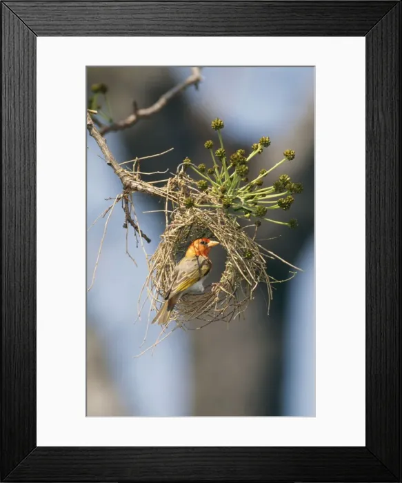 Framed Print : Red-headed Weaver - Zimbabwe, Africa Framed Print : Red-headed Weaver - Zimbabwe, Africa