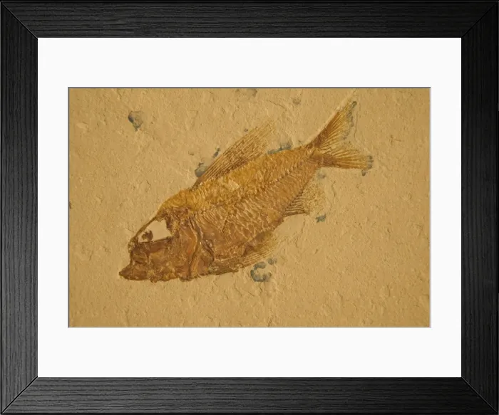 Framed Print : Fossil - Fish. Cretaceous Lebanon E50T3953 Framed Print : Fossil - Fish. Cretaceous Lebanon E50T3953