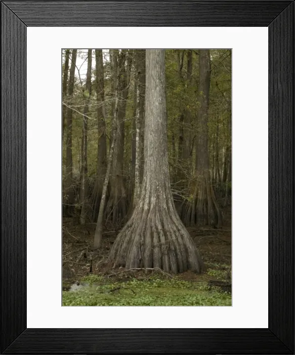 Framed Print : Bald Cypress - Found in southern U. S. and Mexico - occasionaly reaches 150 feet in height - wood very durable and used in construction, railways ties posts and in cooperage - lives in wet areas that flood several times a year. Louisiana, USA Framed Print : Bald Cypress - Found in southern U. S. and Mexico - occasionaly reaches 150 feet in height - wood very durable and used in construction, railways ties posts and in cooperage - lives in wet areas that flood several times a year. Louisiana, USA