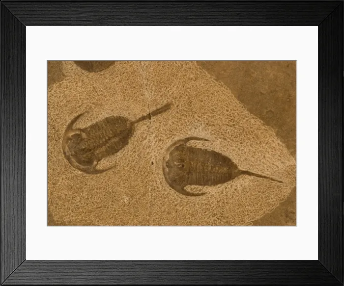 Framed Print : Trilobite Fossil - Russia - Cambrian Framed Print : Trilobite Fossil - Russia - Cambrian