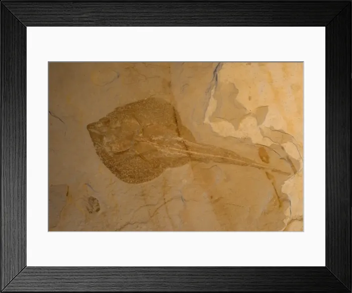 Framed Print : Fossil Stingray - Lebanon - Cretaceous Framed Print : Fossil Stingray - Lebanon - Cretaceous