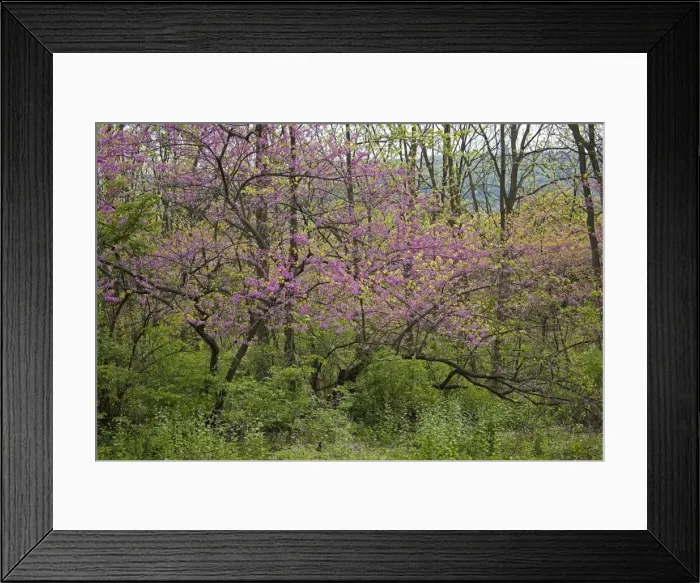 Framed Print : Redbud Tree - Native to much of Eastern and Central U. S. - Cultivated as an ornamental in the northeastern United States and western Europe - May reach 50 feet in height. - New York, USA Framed Print : Redbud Tree - Native to much of Eastern and Central U. S. - Cultivated as an ornamental in the northeastern United States and western Europe - May reach 50 feet in height. - New York, USA