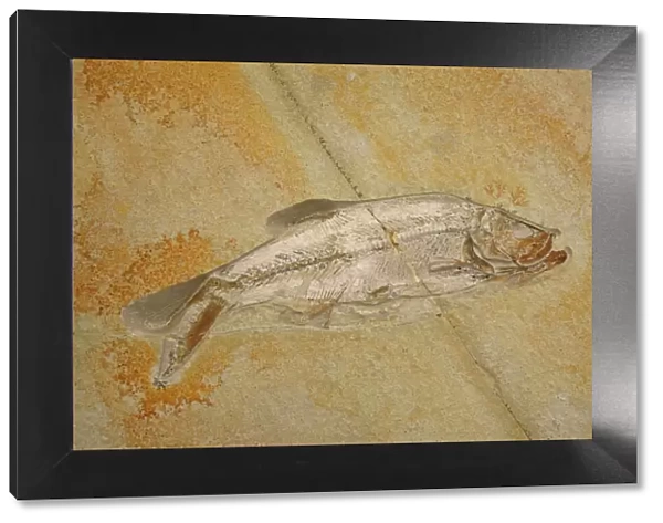 Fossil - Fish. Jurassic Eichstatt, Germany E50T3772