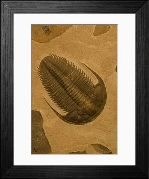 Framed Print : Trilobite Fossil - Yakutia Russia - Lower Cambrian Framed Print : Trilobite Fossil - Yakutia Russia - Lower Cambrian