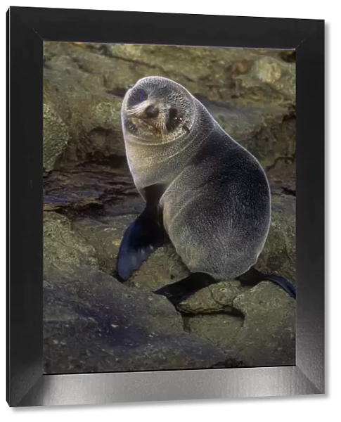 New Zealand Fur Seal - immature - New Zealand