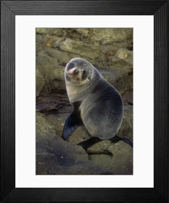 Framed Print : New Zealand Fur Seal - immature - New Zealand
