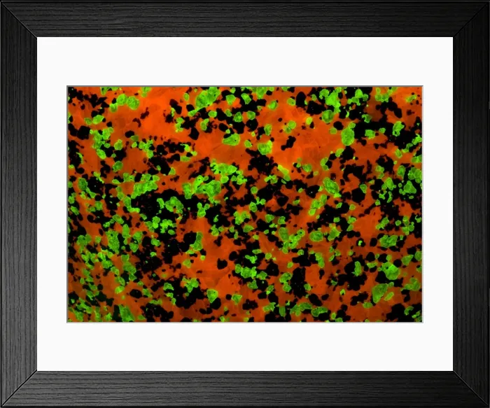 Framed Print : Fluorescent Minerals Willemite and Calcite - Sterling Hill Mine - Ogdensburg-New Jersey - Photographed under UV light Framed Print : Fluorescent Minerals Willemite and Calcite - Sterling Hill Mine - Ogdensburg-New Jersey - Photographed under UV light