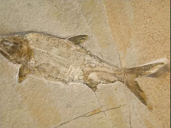 Fossil Fish - Jurassic. Extinct species Eichstadt, Germany E50T3798