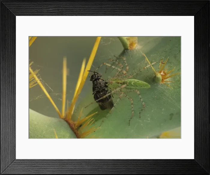 Framed Print : Green Lynx Spider - On prickly pear with captive prey - Arizona, USA - Preys on invertebrates attracted to blossoms - Ambush predator Framed Print : Green Lynx Spider - On prickly pear with captive prey - Arizona, USA - Preys on invertebrates attracted to blossoms - Ambush predator