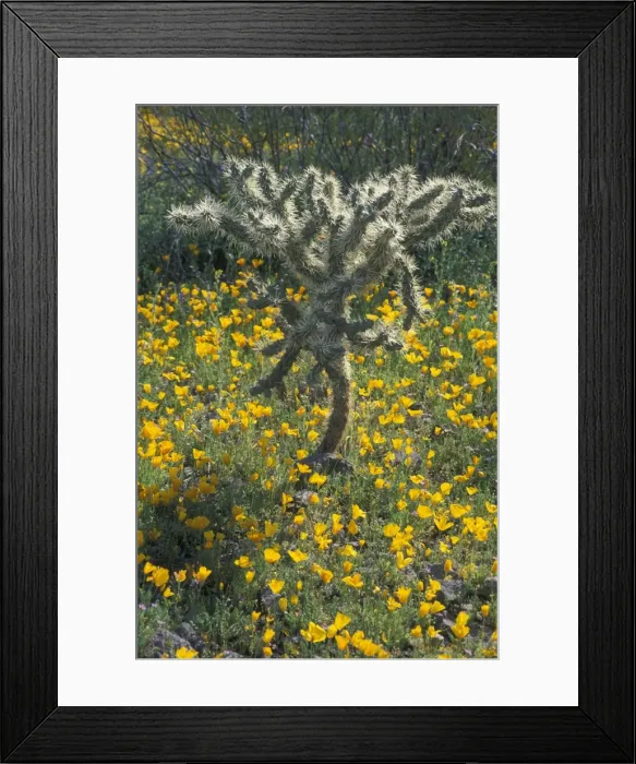 Framed Print : Buckhorn Cholla Cactus - Arizona in wildflowers - Open branching shrub found in Arizona, Nevada and Utah - Flowers yellow-orange to copper in April to May Framed Print : Buckhorn Cholla Cactus - Arizona in wildflowers - Open branching shrub found in Arizona, Nevada and Utah - Flowers yellow-orange to copper in April to May