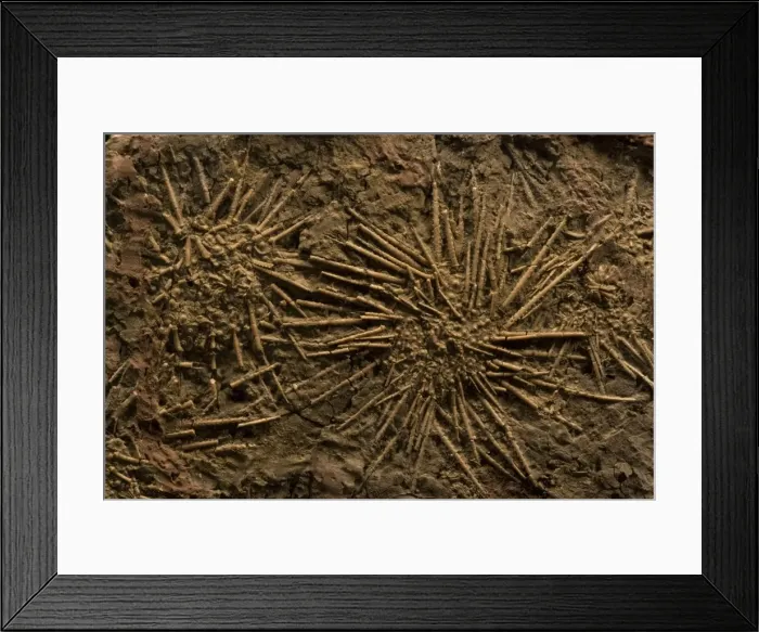 Framed Print : Sea Urchin Fossils (Pennsylvannian) - Northern Texas Framed Print : Sea Urchin Fossils (Pennsylvannian) - Northern Texas