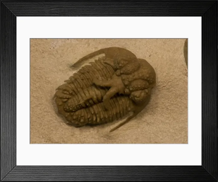 Framed Print : Trilobite Fossil (Hoplolichoides conicotuberculatus) - Wolhow River Russia - Middle Ordovician Framed Print : Trilobite Fossil (Hoplolichoides conicotuberculatus) - Wolhow River Russia - Middle Ordovician