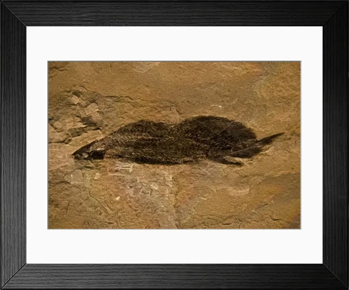 Framed Print : Fossil Lungfish - Dipnoi - Quebec - Canada - Late Devonian - 350 Million Years Old Framed Print : Fossil Lungfish - Dipnoi - Quebec - Canada - Late Devonian - 350 Million Years Old