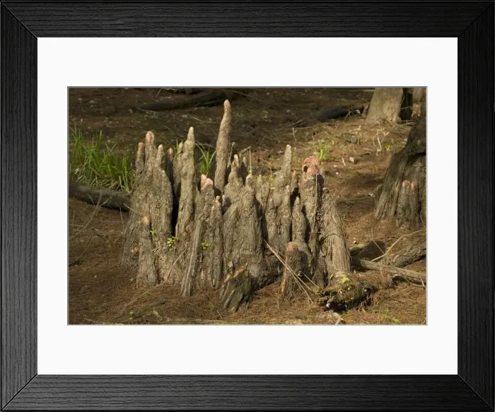 Framed Print : Tree stump - Bald Cypress Tree - knees - Louisiana, USA - Found in southern U. S. and Mexico - occasionaly reaches 150 feet in height - wood very durable and used in construction, railways ties posts Framed Print : Tree stump - Bald Cypress Tree - knees - Louisiana, USA - Found in southern U. S. and Mexico - occasionaly reaches 150 feet in height - wood very durable and used in construction, railways ties posts