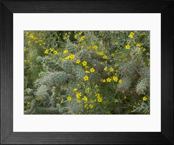 Framed Print : Desert Vine - with Fishhook Barrel Cactus (Ferocactus wislizeni) Sonoran Desert, Arizona, USA Framed Print : Desert Vine - with Fishhook Barrel Cactus (Ferocactus wislizeni) Sonoran Desert, Arizona, USA